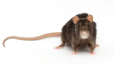 Brown rat on a white background