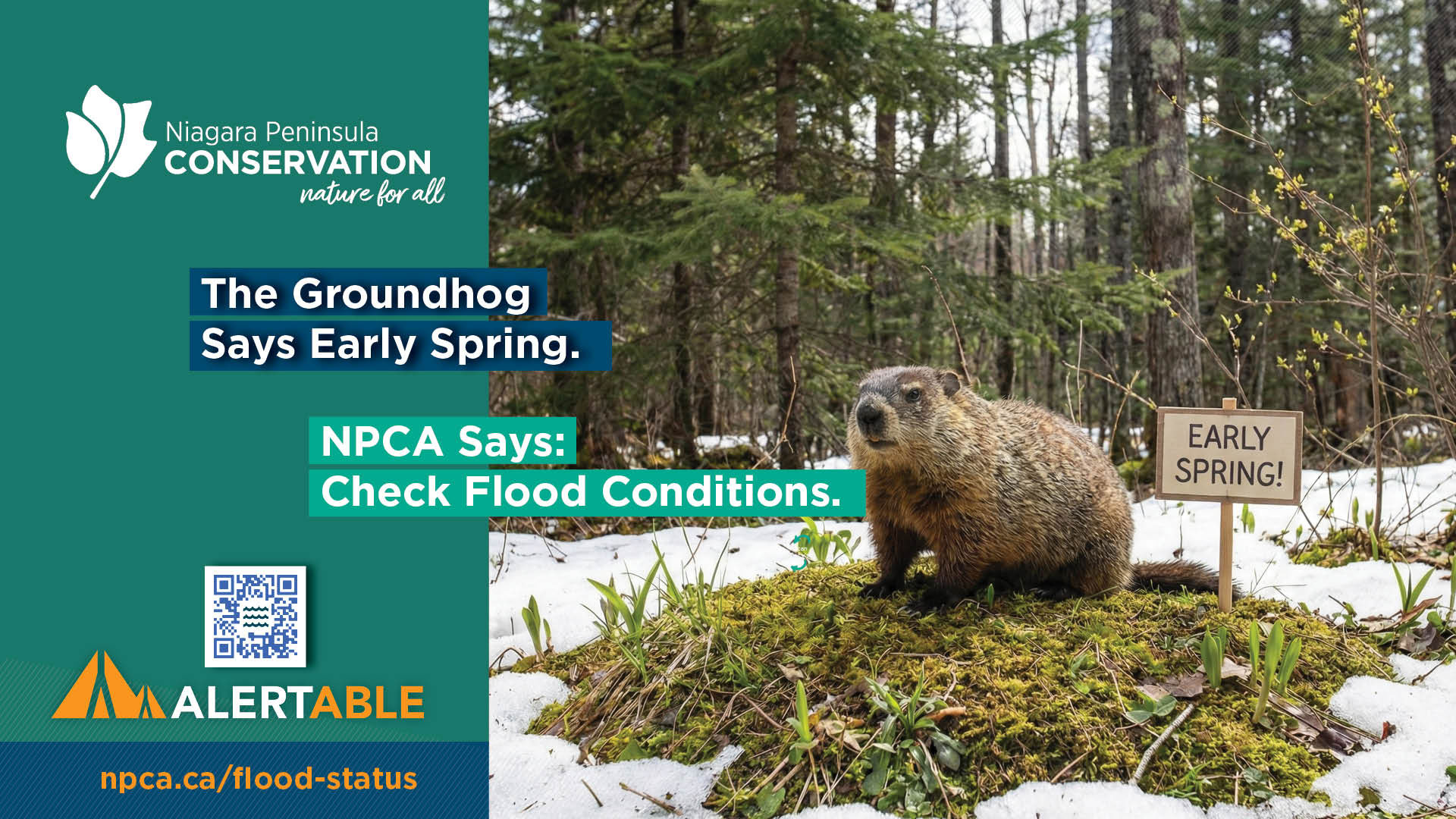 Niagara Peninsula Conservation Authority image of a groundhog predicting early spring and a warning to check flood conditions