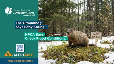 Niagara Peninsula Conservation Authority image of a groundhog predicting an early spring and a warning to check flood conditions