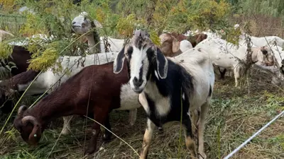 Goats grazing on a grass and shrubbery.