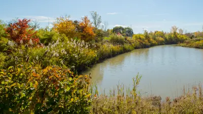 Stormwater pond encircled by vegetation