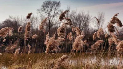 Phragmites australis, known as common reed blowing in the wind, showing water in the background.