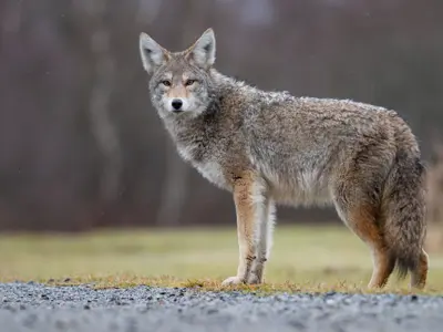 Coyote profile, standing still with its head turned towards the viewer.